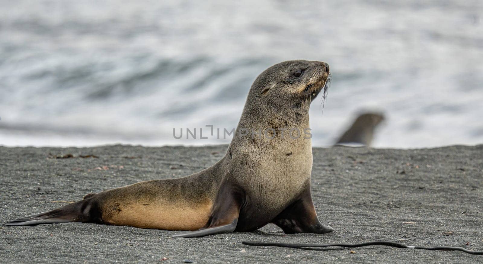 Juvenile Antarctic fur seal (Arctocephalus gazella) in South Georgia in its natural environment