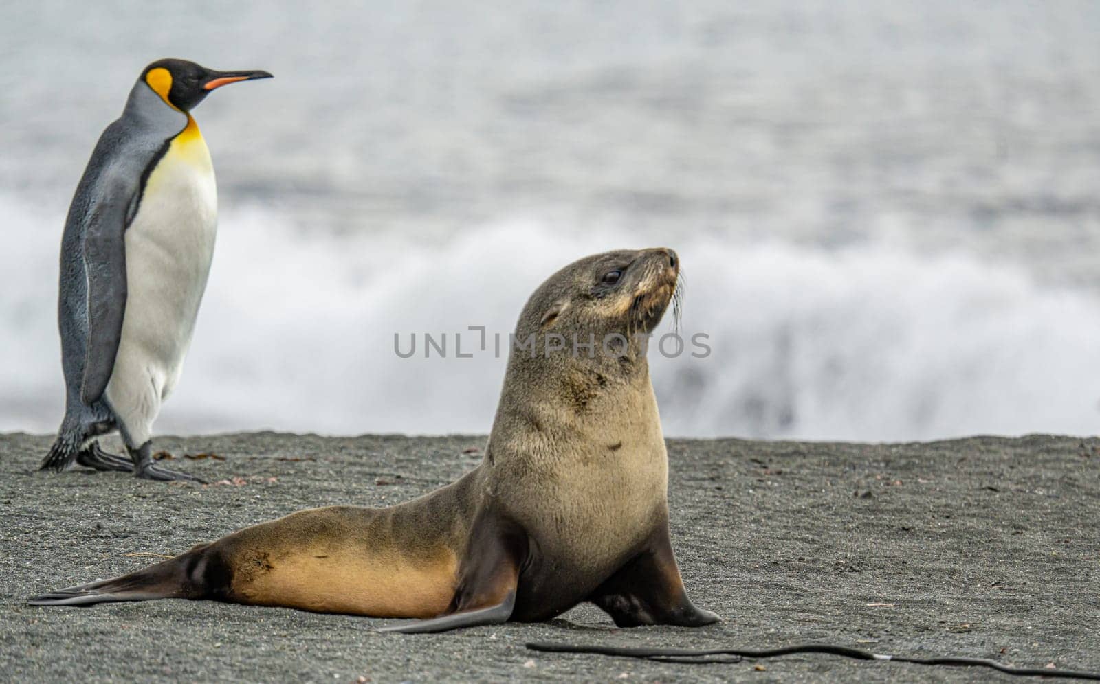 Juvenile Antarctic fur seal (Arctocephalus gazella) in South Georgia in its natural environment