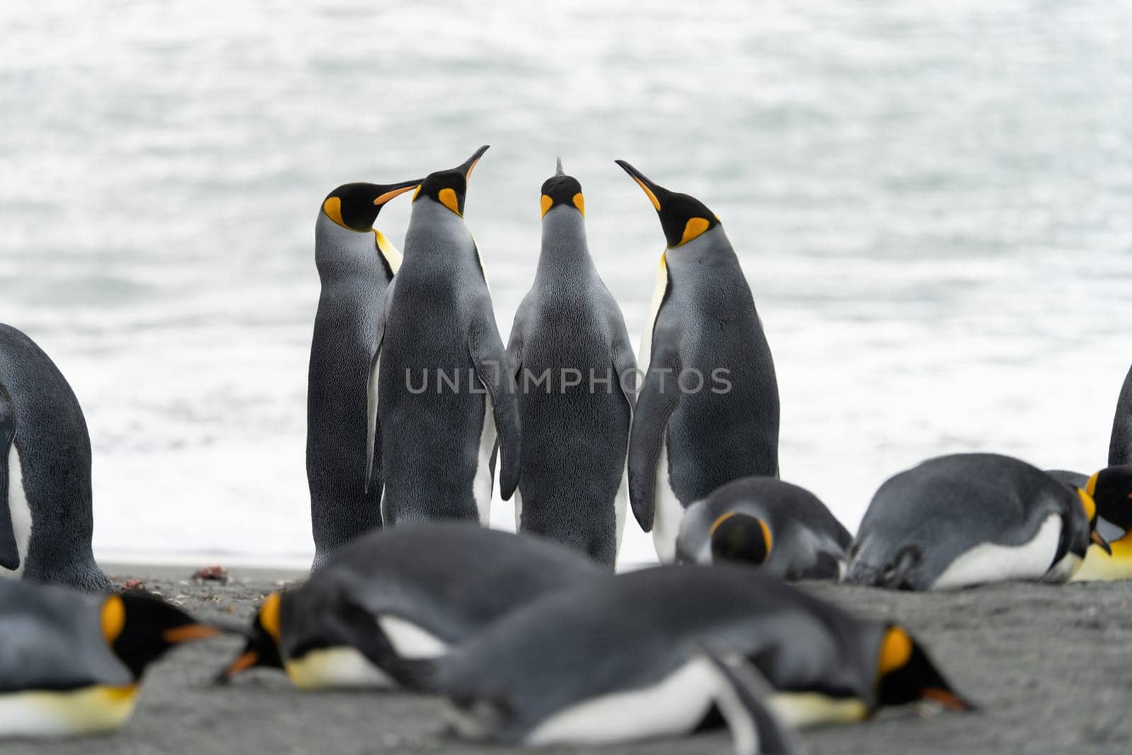 King Penguin - (APTENODYTES PATAGONICUS) Gold Harbour Colony - scenic bay on South Georgia