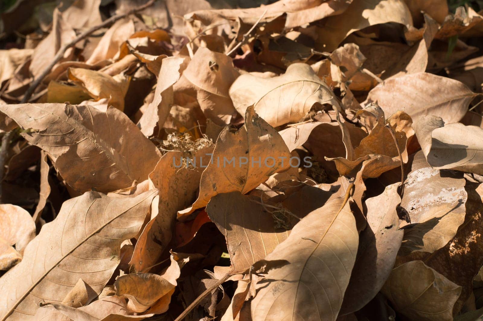 Dry falling leaves in summer sunset sunlight. Nature background photography. Full Frame. Copy Space. Brown Red yellow colors. Autumn October November.