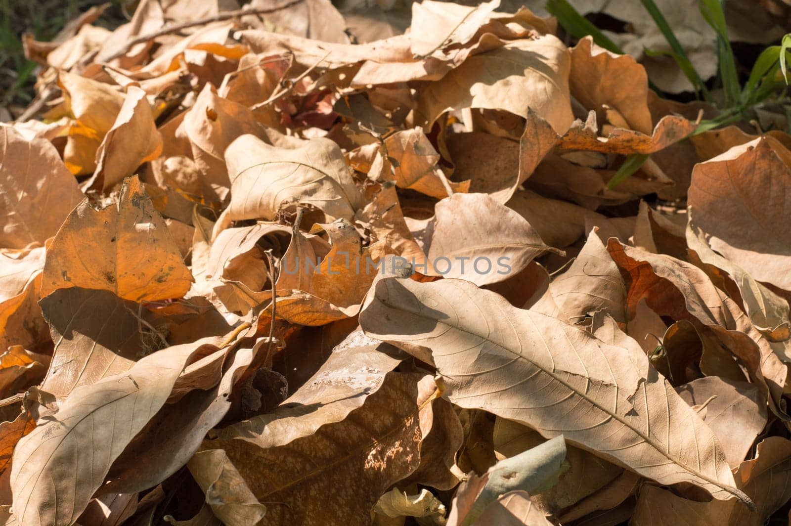Dry falling leaves in summer sunset sunlight. Nature background photography. Full Frame. Copy Space. Brown Red yellow colors. Autumn October November.