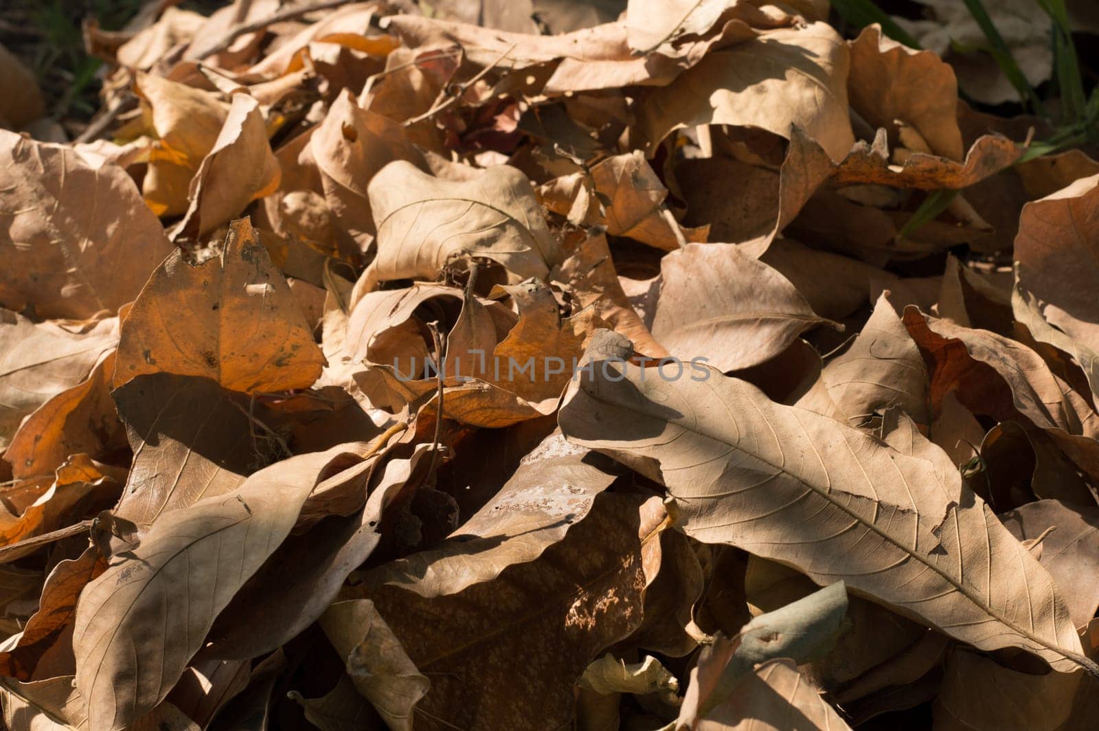 Dry falling leaves in summer sunset sunlight. Nature background photography. Full Frame. Copy Space. Brown Red yellow colors. Autumn October November.