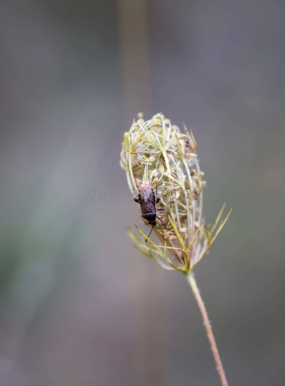 A spotted pore bug on a flower of wild carrot.