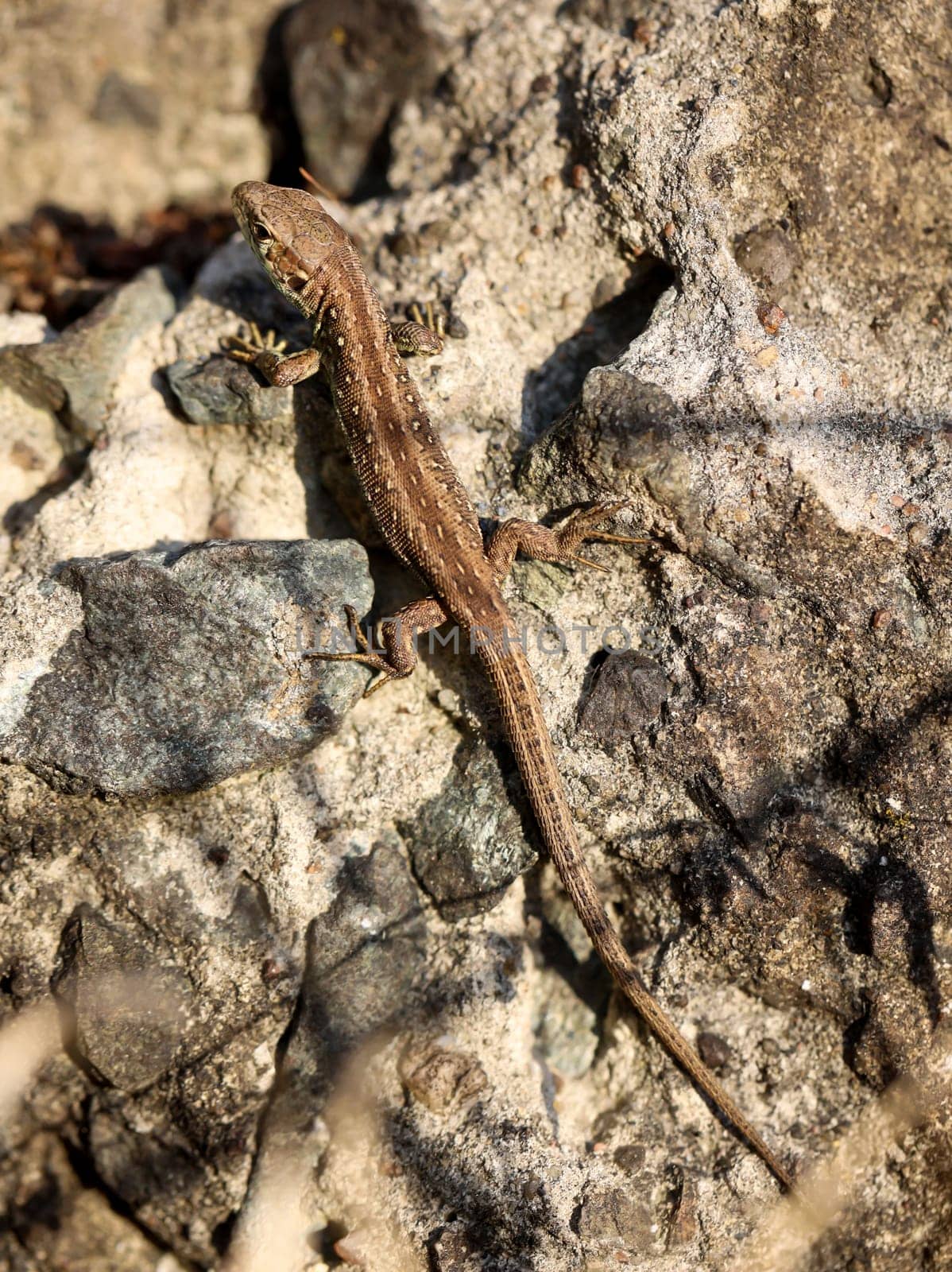 Close-up of a fence lizard in nature. Males are green, females are brown.