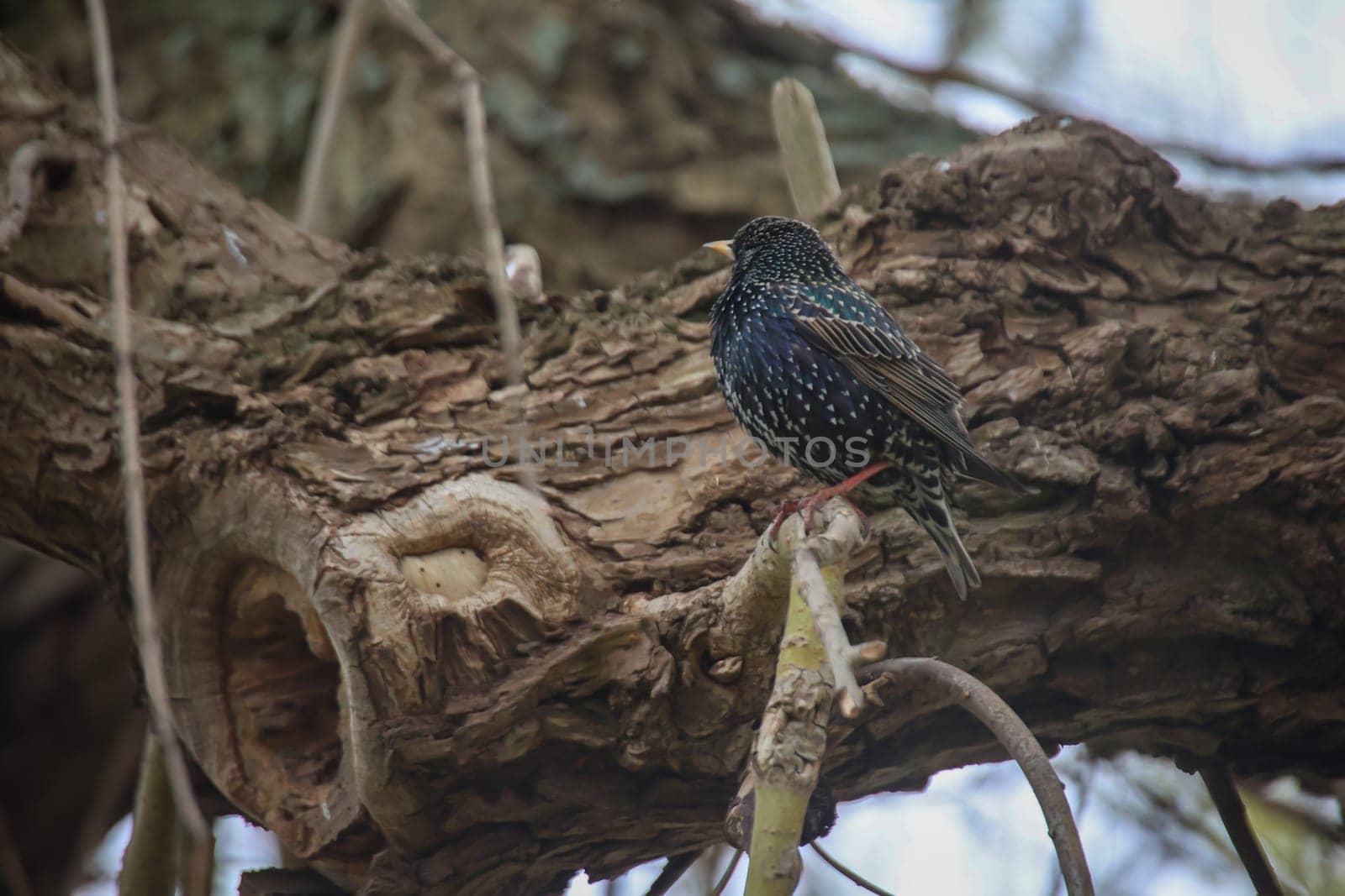 A starling sits on a branch near the breeding hole and guards the entrance.