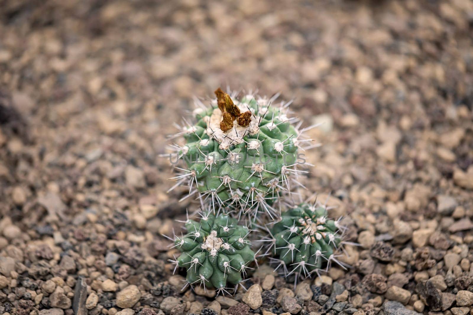 Portrait of a cactus, A cactus in a tropical environment.