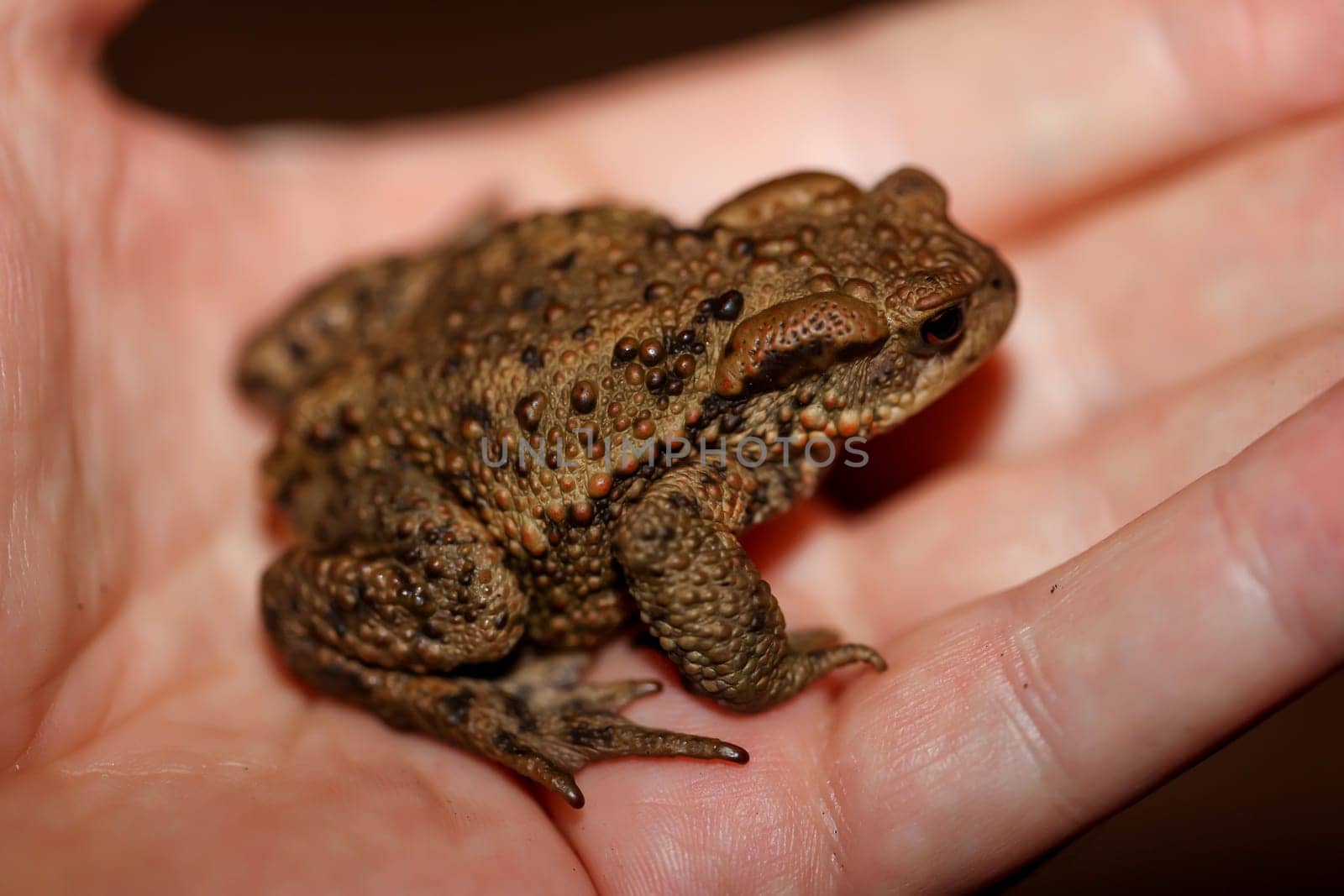 Portrait, close-up of a common toad, Bufo bufo.