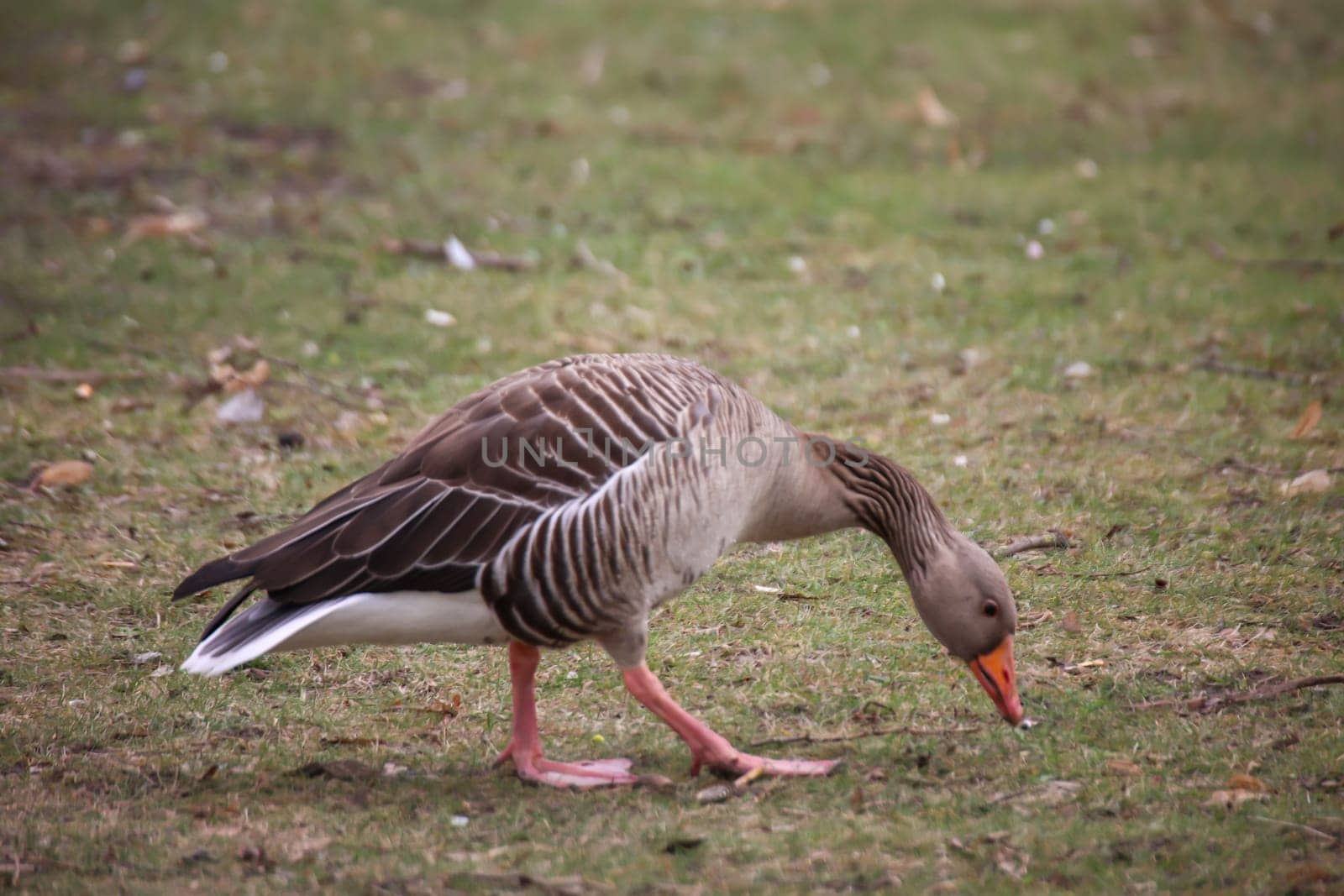 A gray goose at a pond in a village.