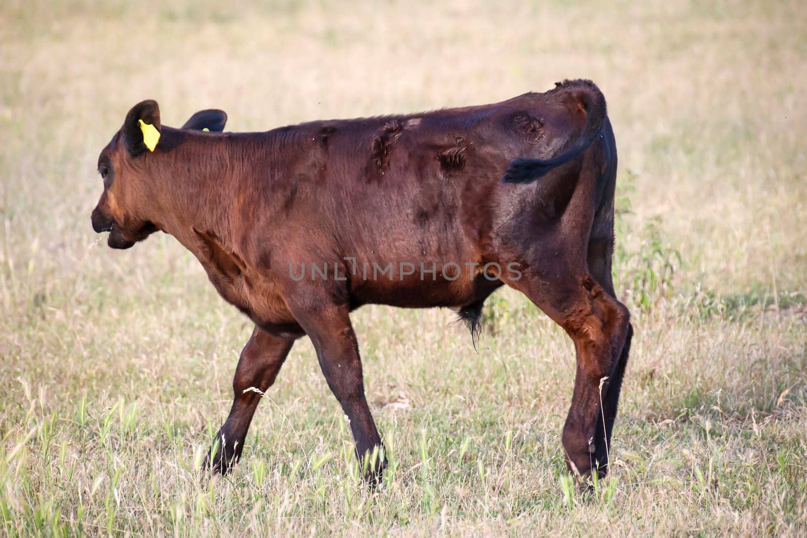 A cow, a calf in a pasture, a meadow.