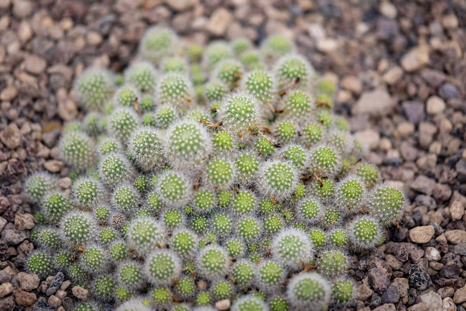 Portrait of a cactus, A cactus in a tropical environment.