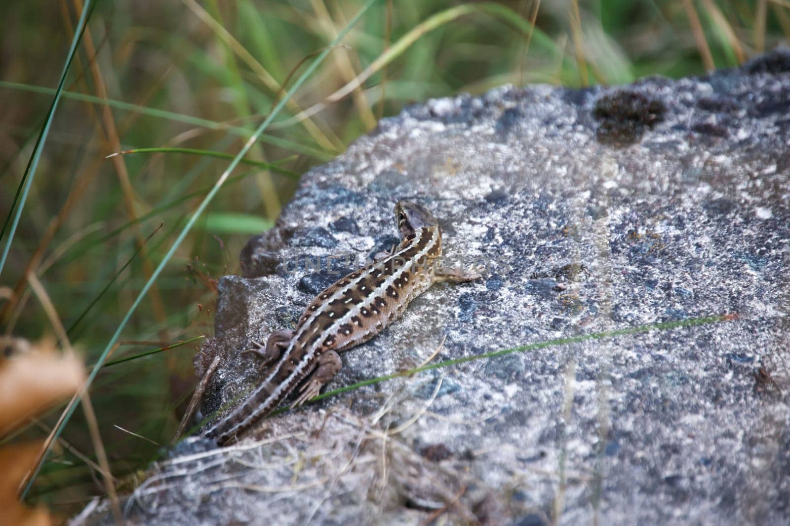 Close-up of a fence lizard in nature. Males are green, females are brown.