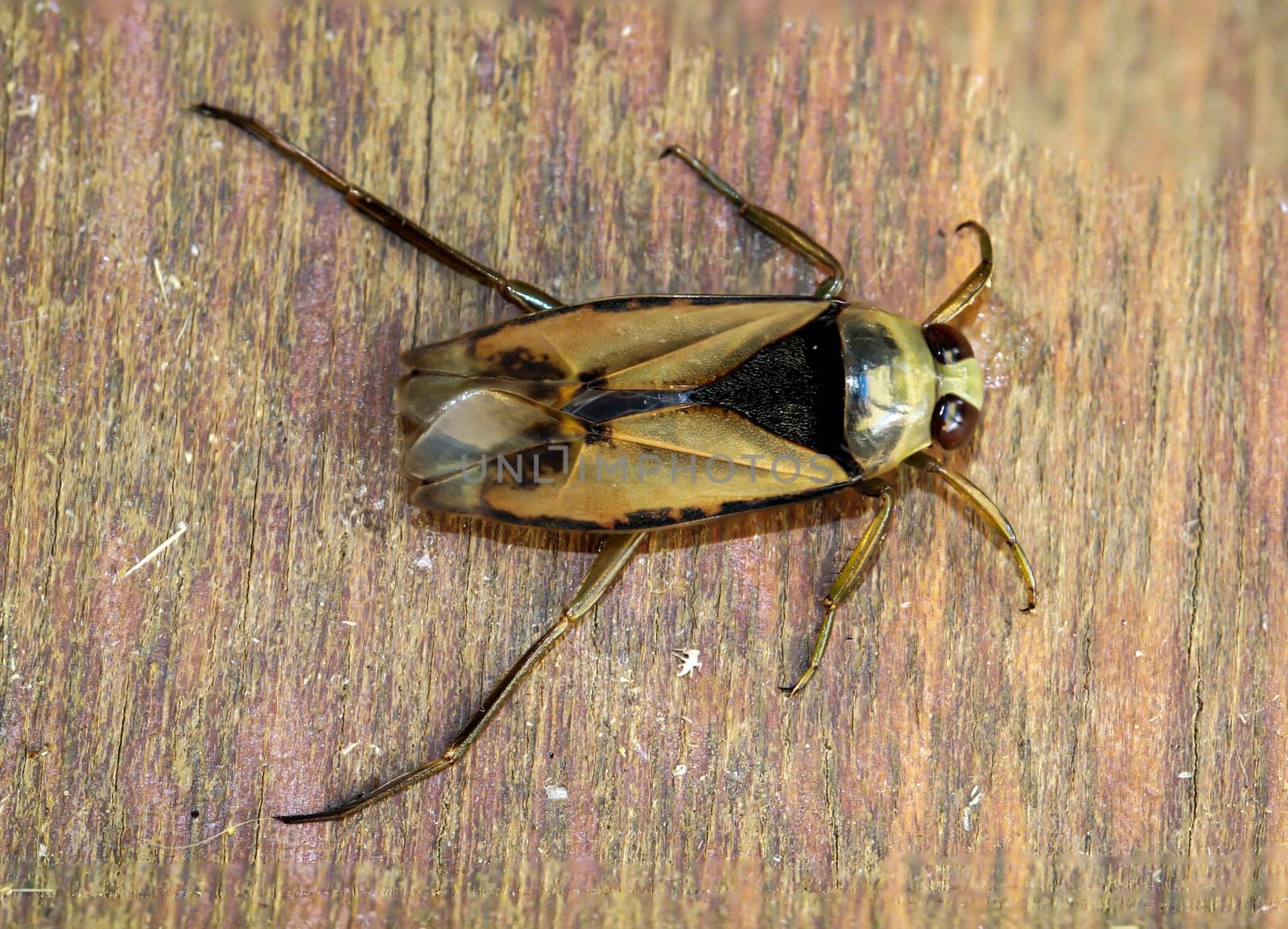 Close-up of a common backswimmer, a water bug, Notonecta glauca.