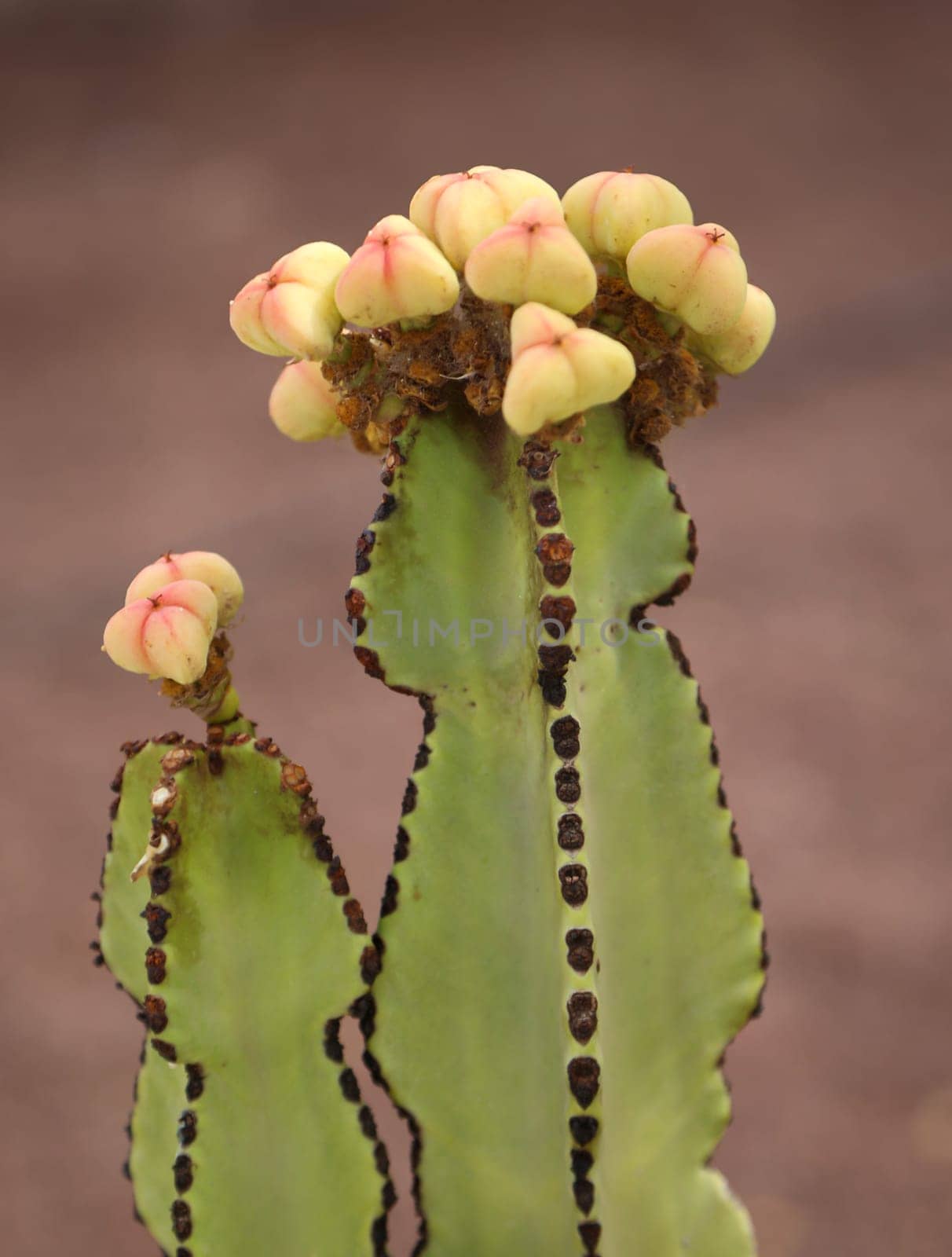 Portrait of a cactus, A cactus in a tropical environment.