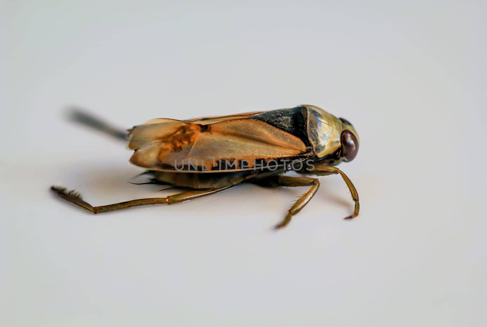 Close-up of a common backswimmer, a water bug, Notonecta glauca.