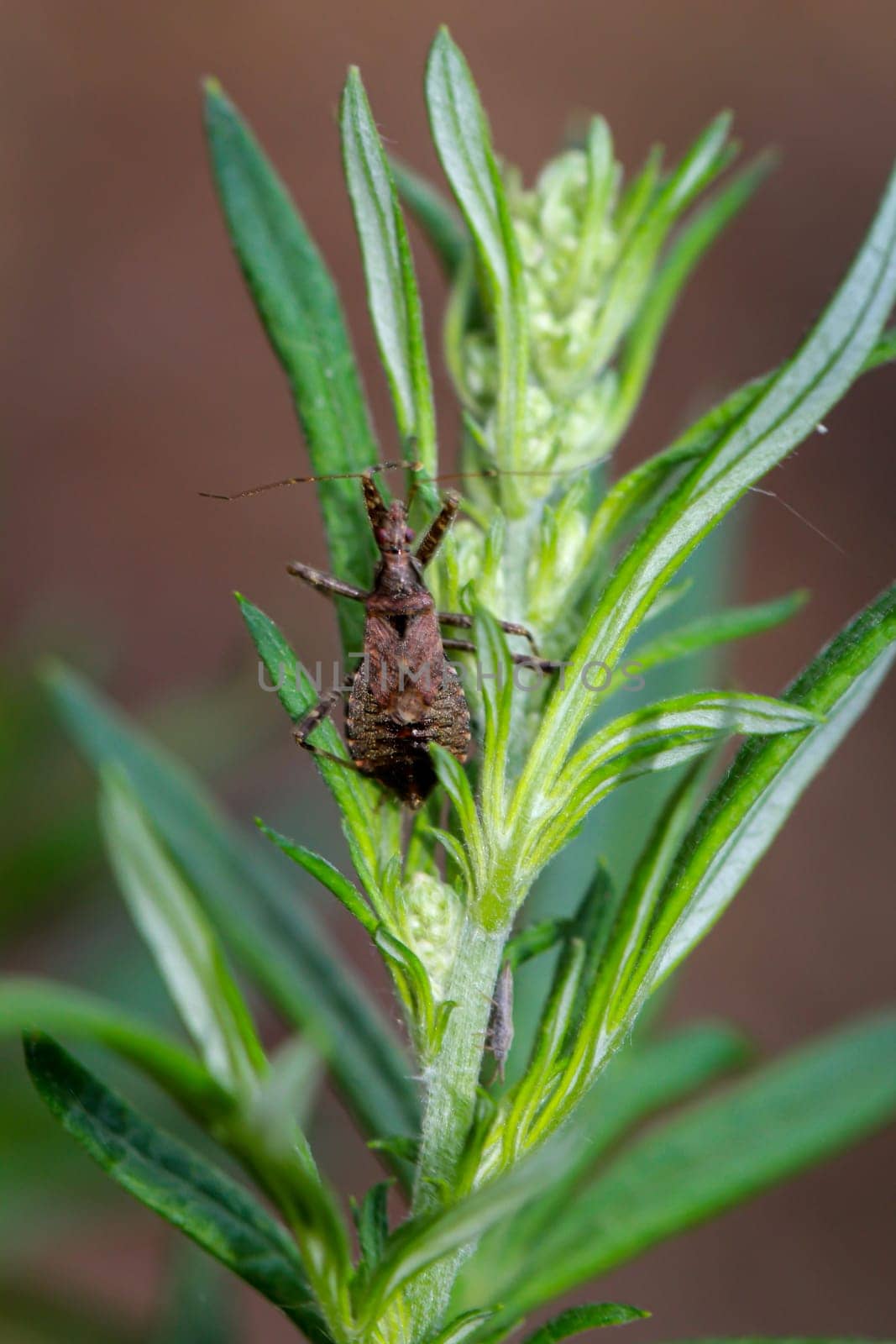 A longhorn bushwhacker (Himacerus apterus) on a leaf of a deciduous tree.