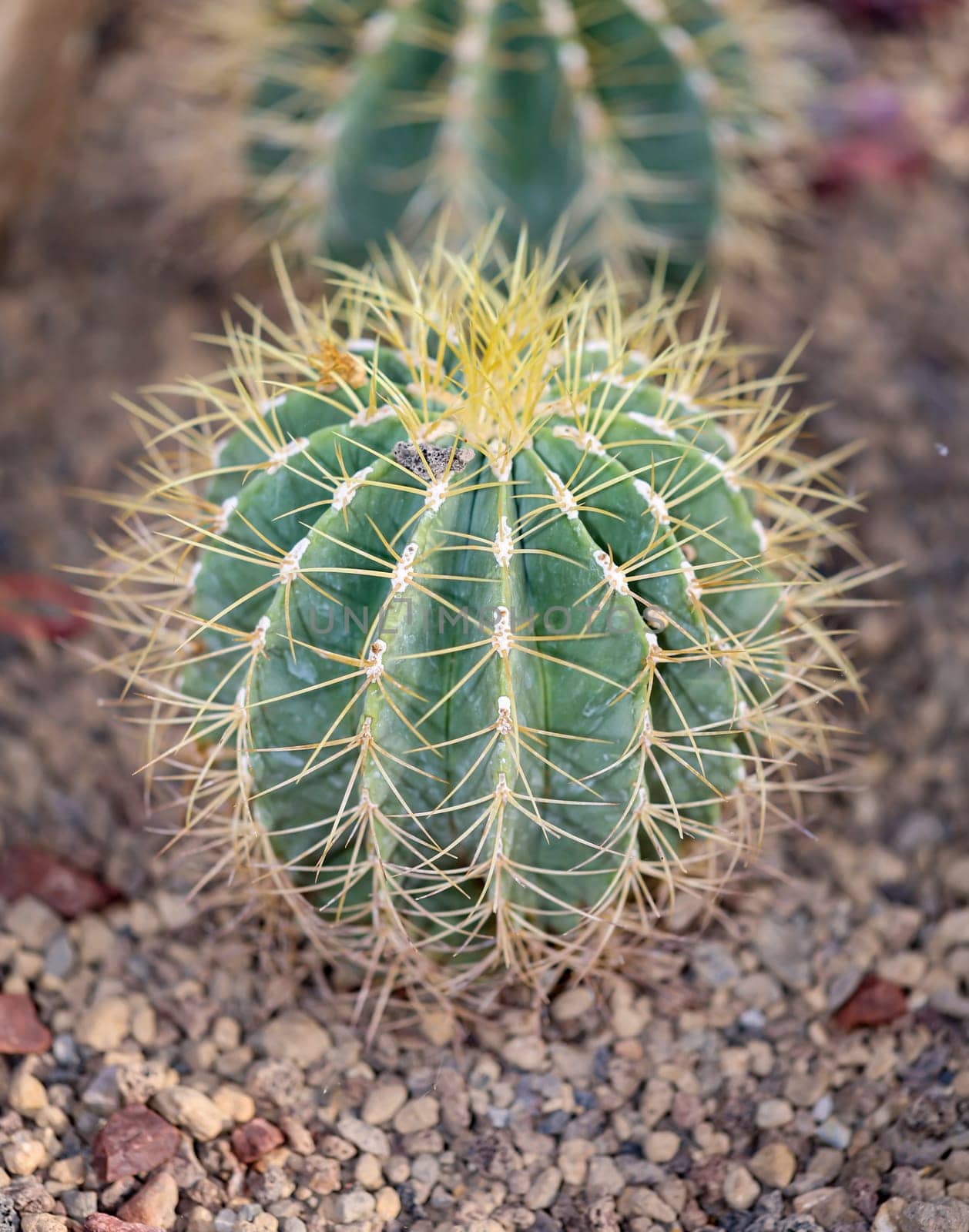 Portrait of a cactus, A cactus in a tropical environment.
