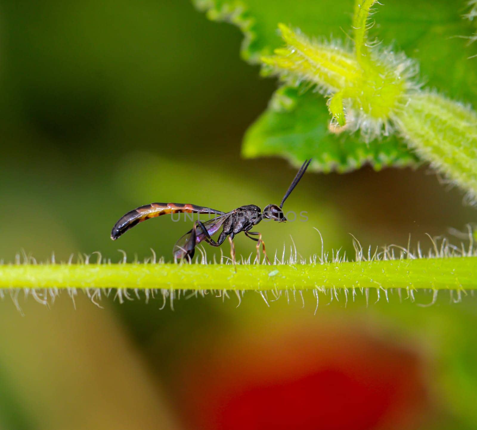 A Tailia wasp on a part of a cucumber plant.