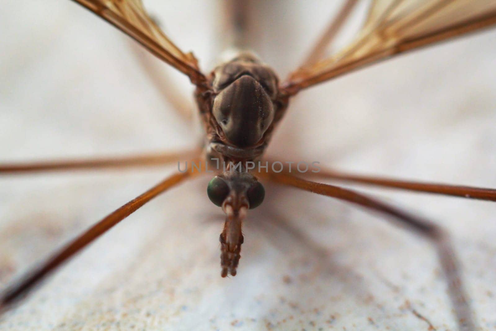 Close-up of a snake, a Tipula paludosa / oleracea. Portrait of a long legged cricket.