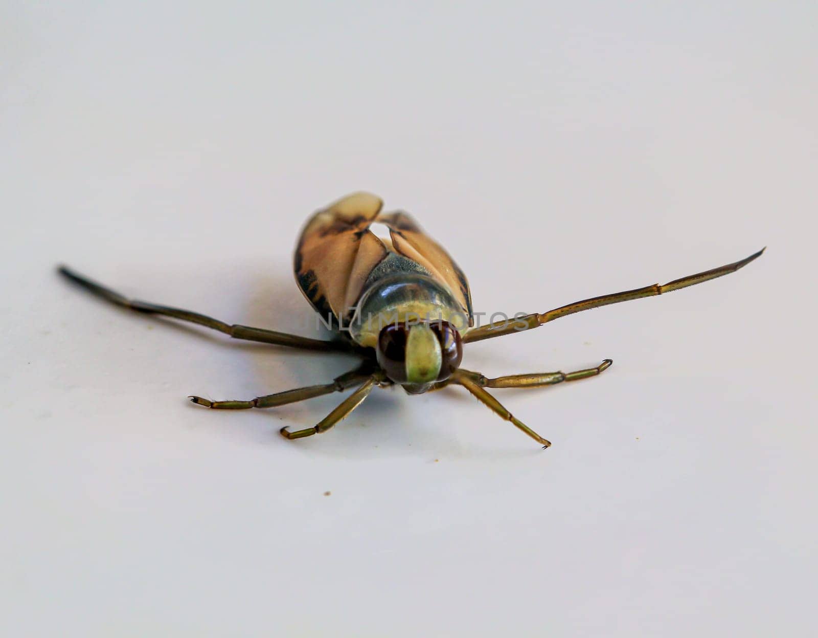 Close-up of a common backswimmer, a water bug, Notonecta glauca.