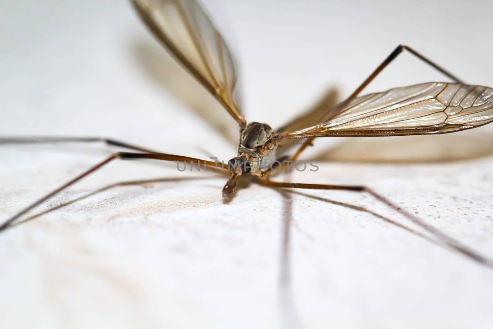 Close-up of a snake, a Tipula paludosa / oleracea. Portrait of a long legged cricket.