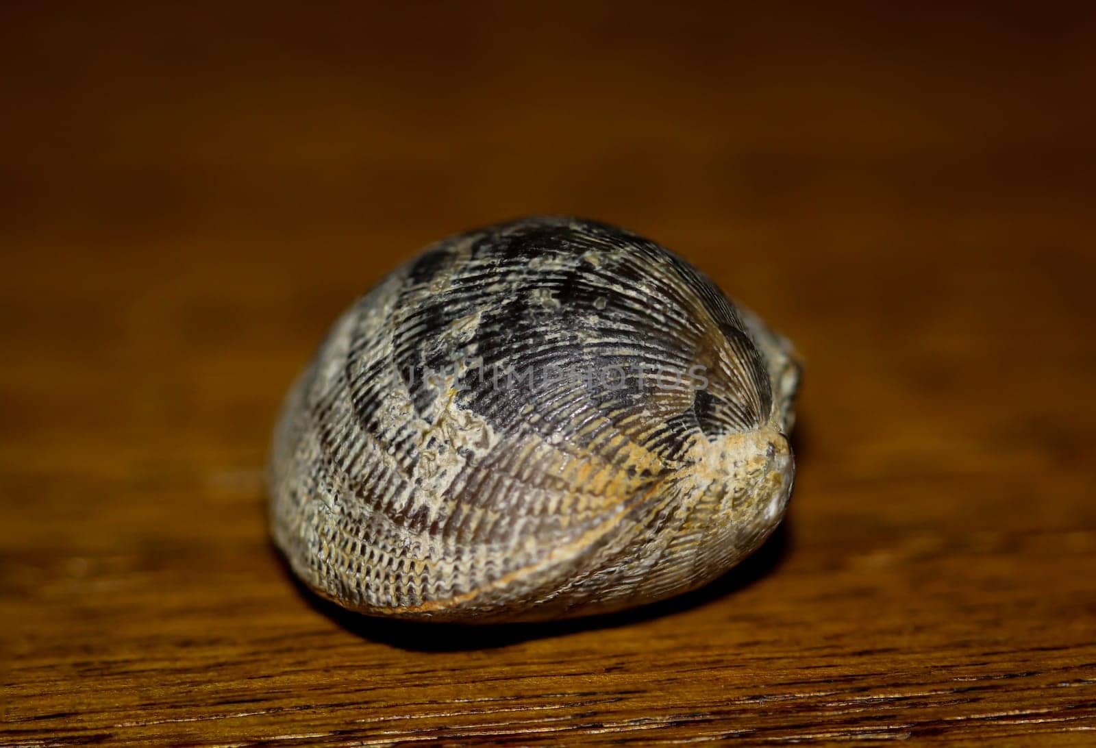 A fossil, a fossilized shell, similar to a cockle.
