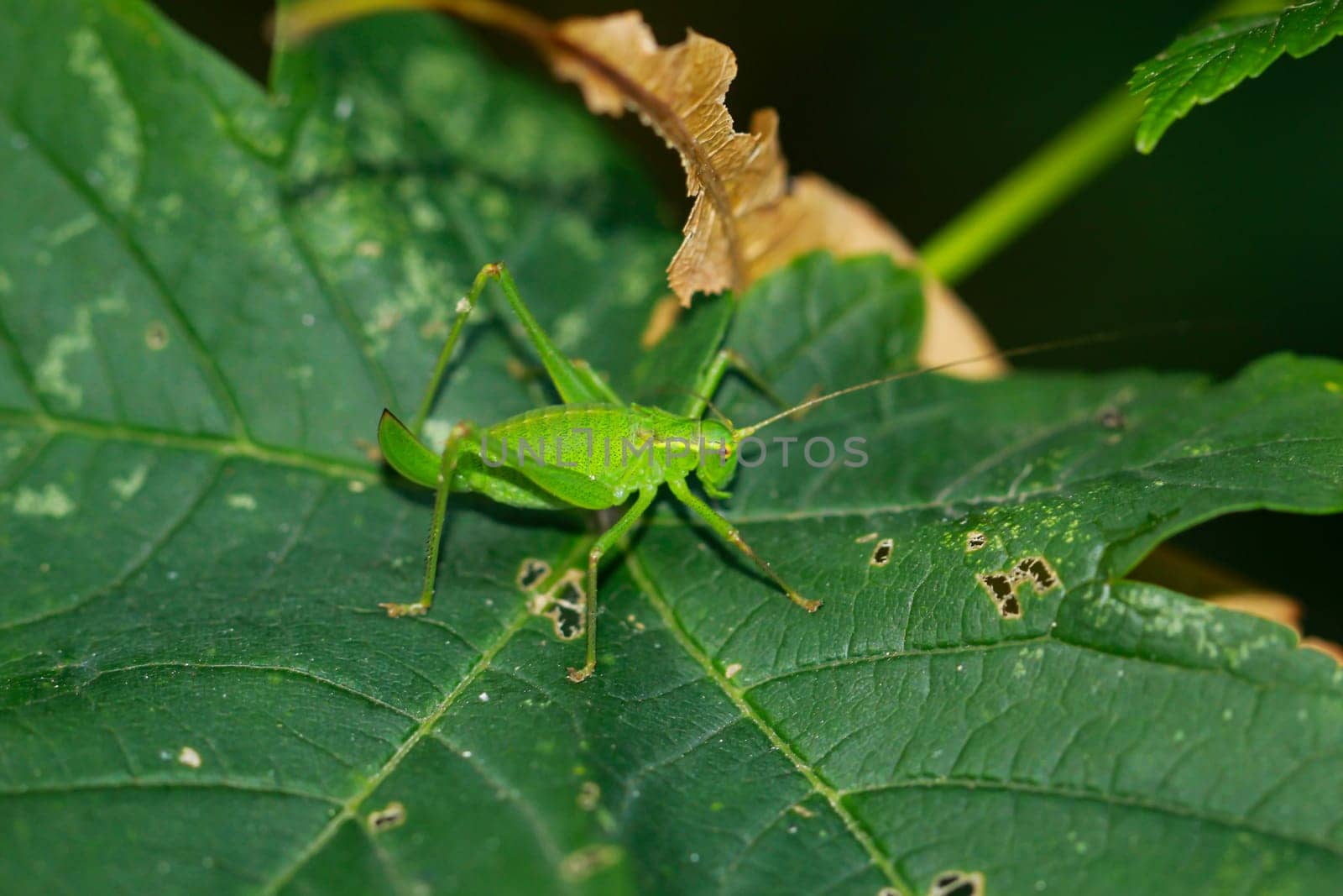 A punctate hawk moth, Leptophyes punctatissima on a leaf.