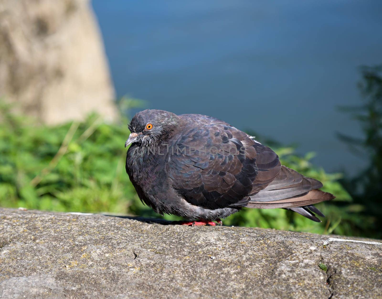 A pigeon in its urban environment. Pigeons can be found in every locality.