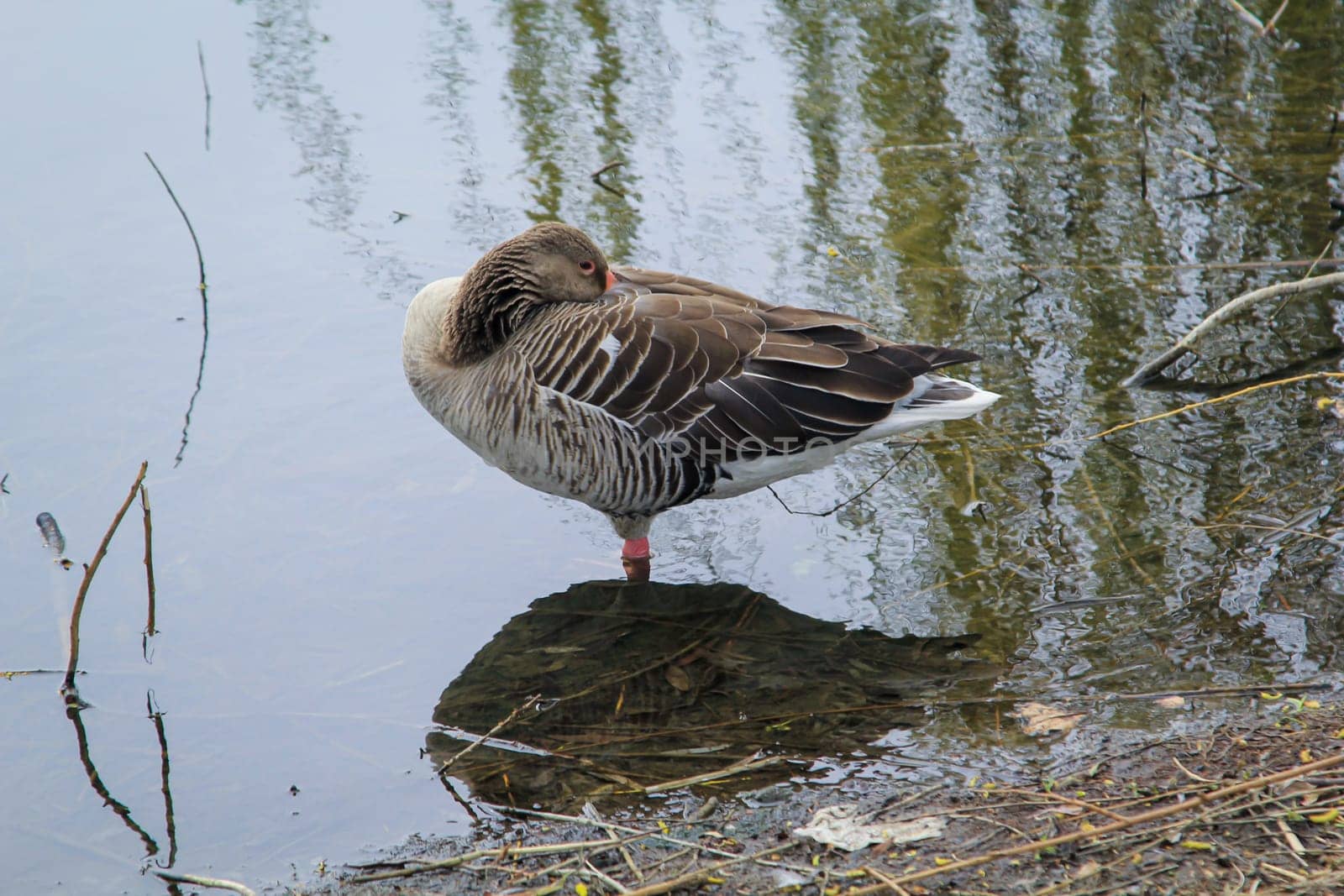 A gray goose at a pond in a village.
