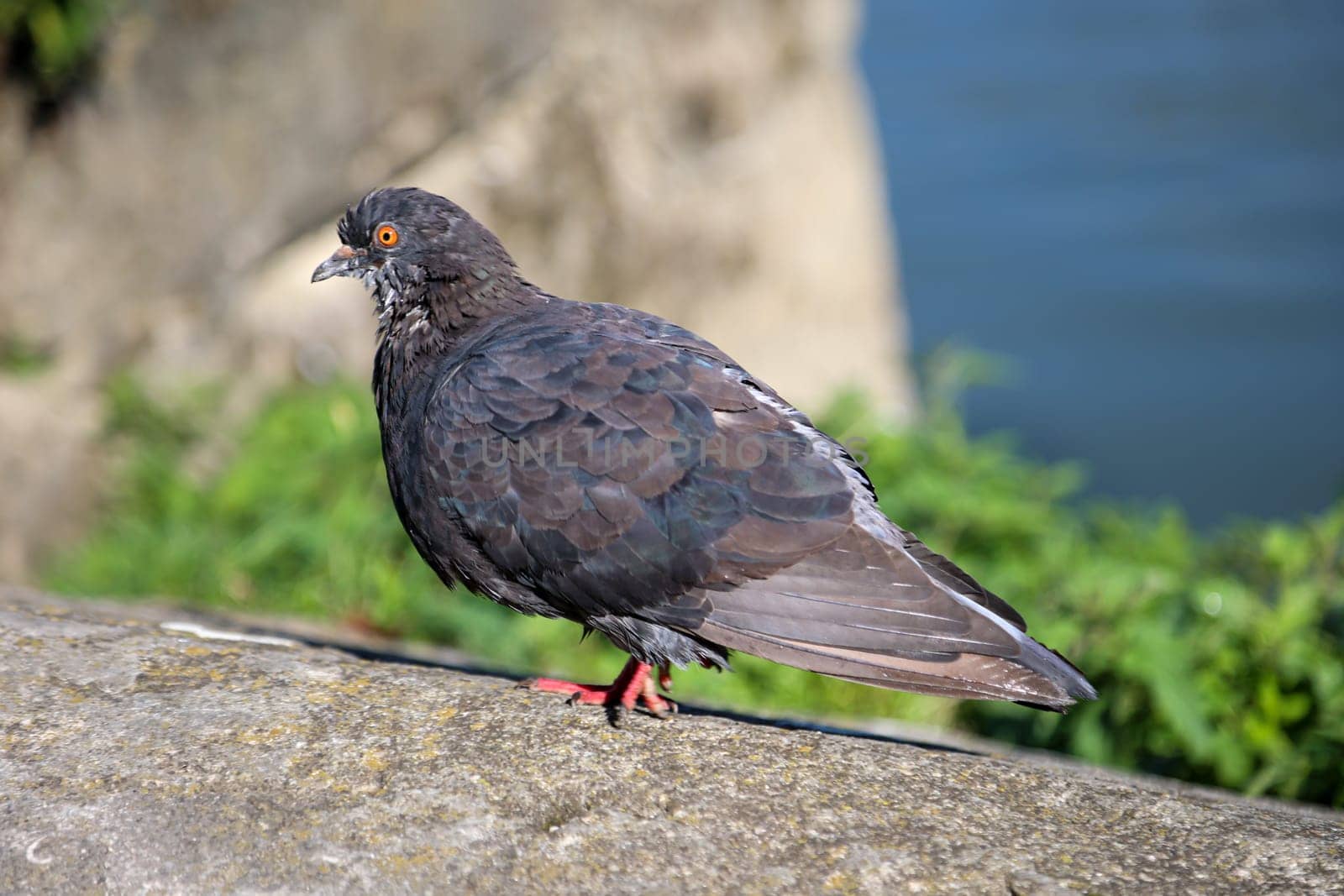 A pigeon in its urban environment. Pigeons can be found in every locality.