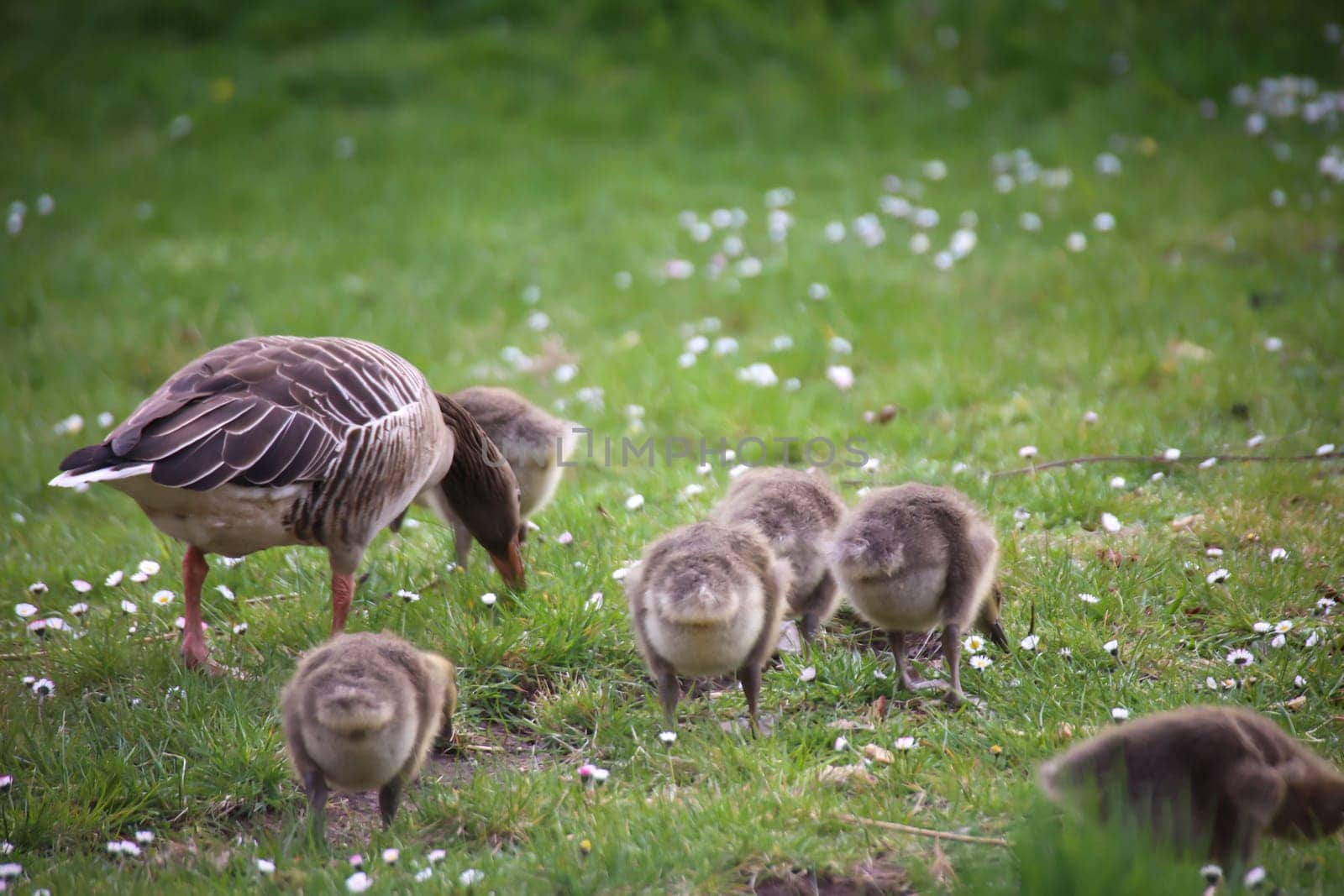 The family life of a gray goose family at a pond.