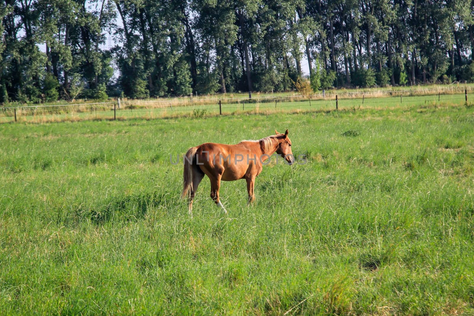 Horses in a pasture of a paddock grazing, romping.