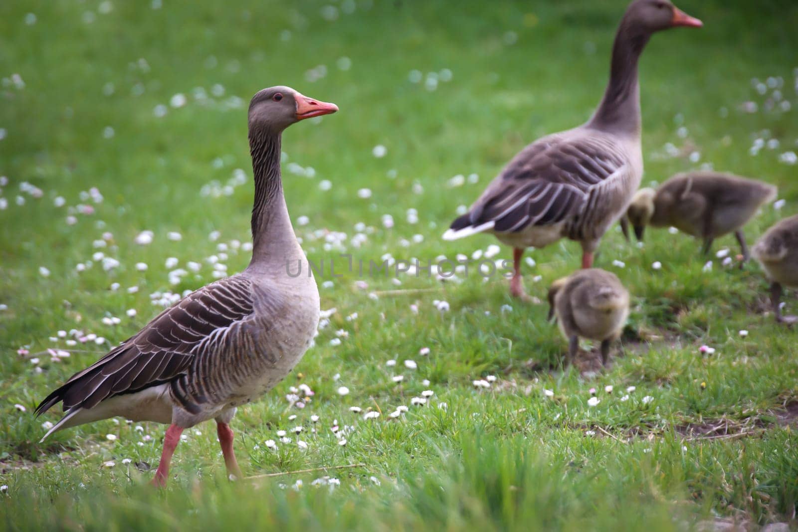 The family life of a gray goose family at a pond.