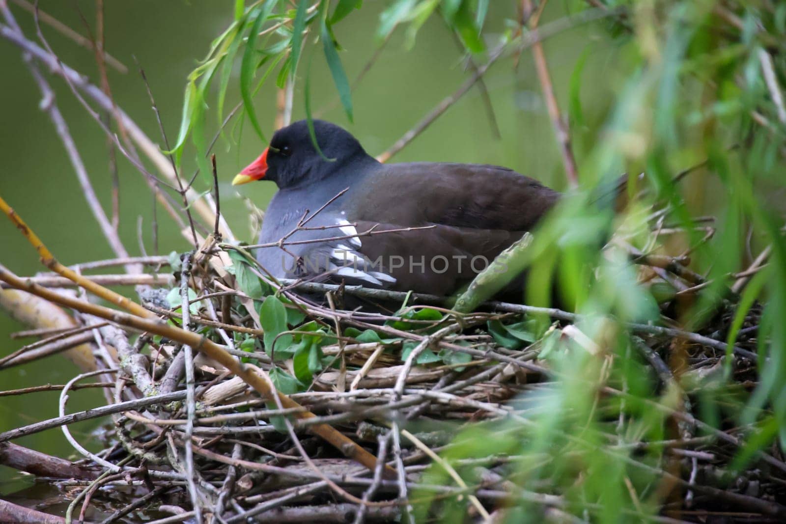 Hidden under a tree, a water rail incubates its offspring on its nest.