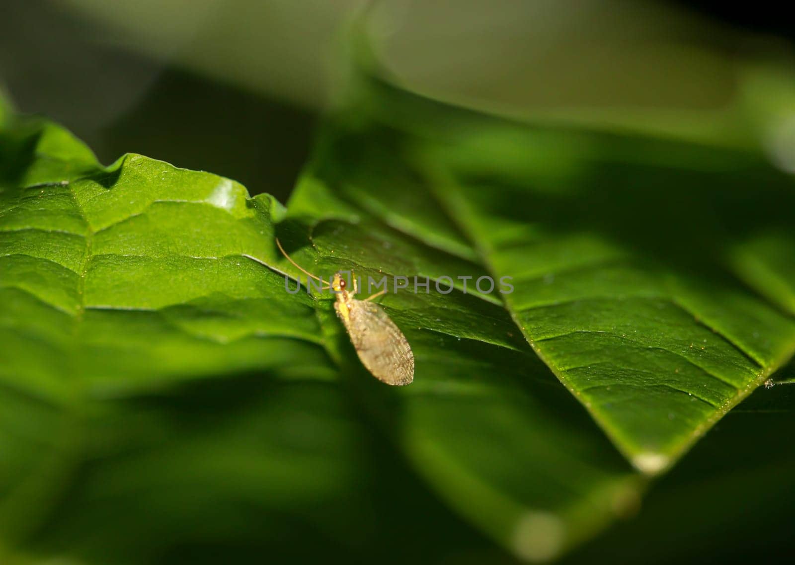 A Hemerobius humulinu on a leaf of a tree.