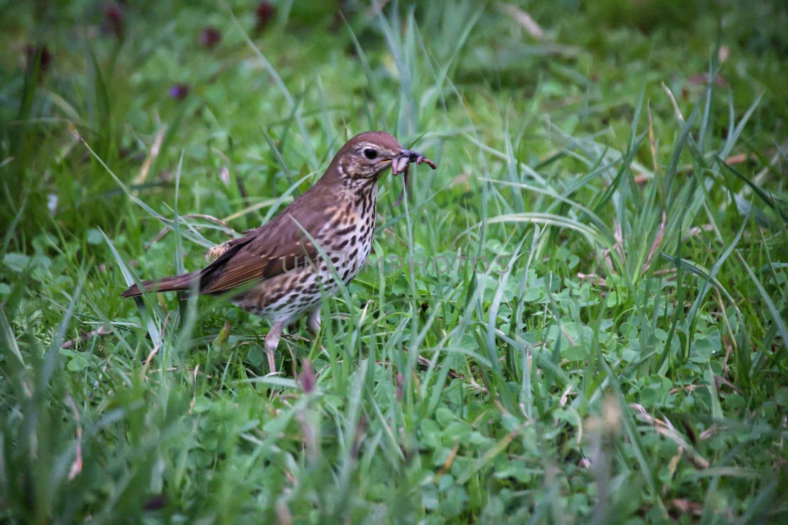 A song thrush in search of earthworms for its offspring.