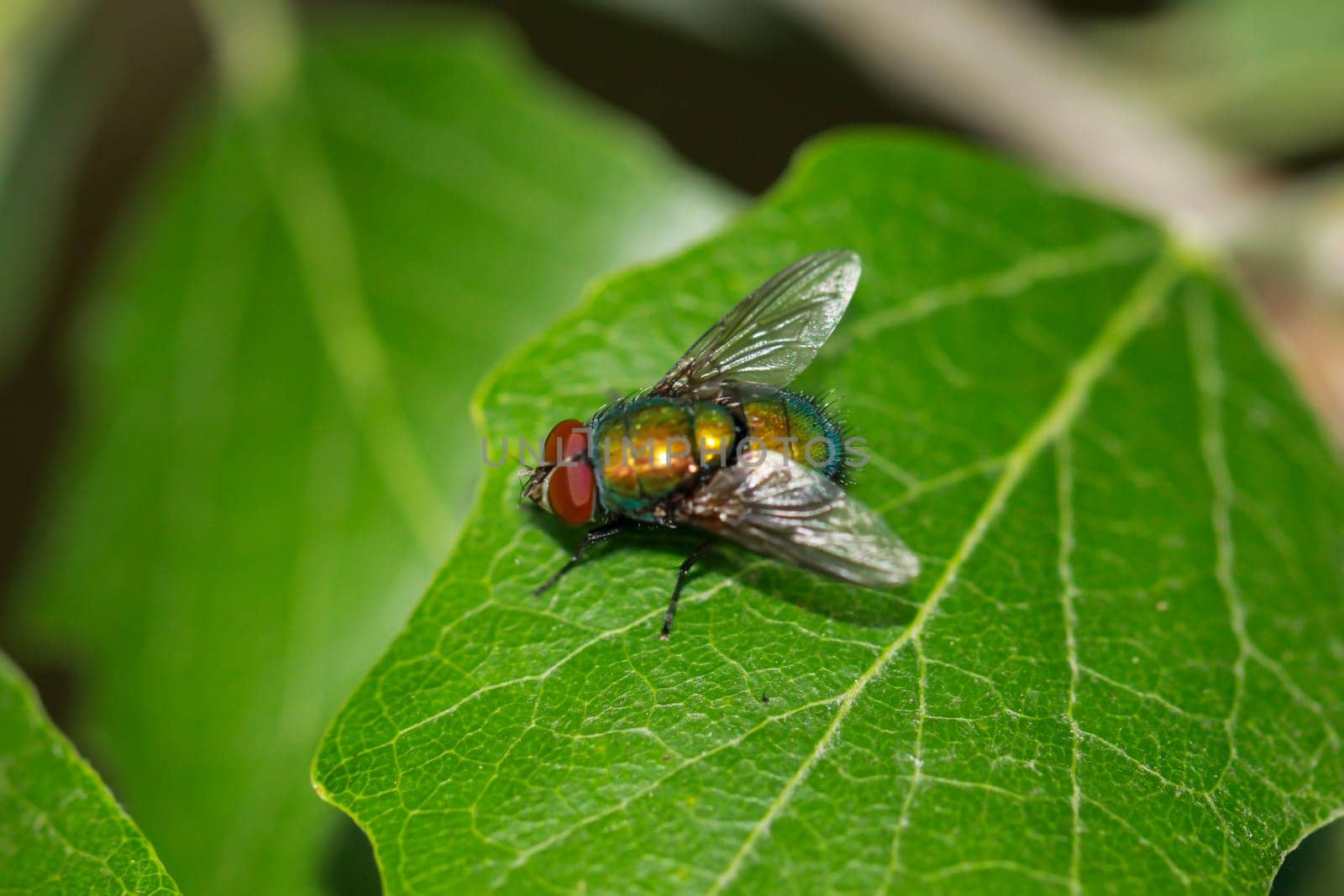 A fly, gold fly unbest. (Lucila spec.) on a tree leaf.