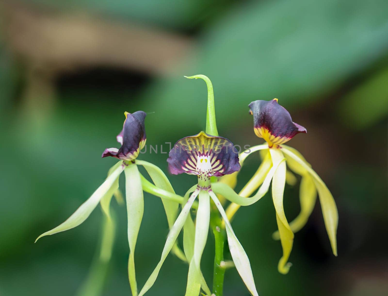 Octopus orchid or Encyclia Octopussy which is native to South America.