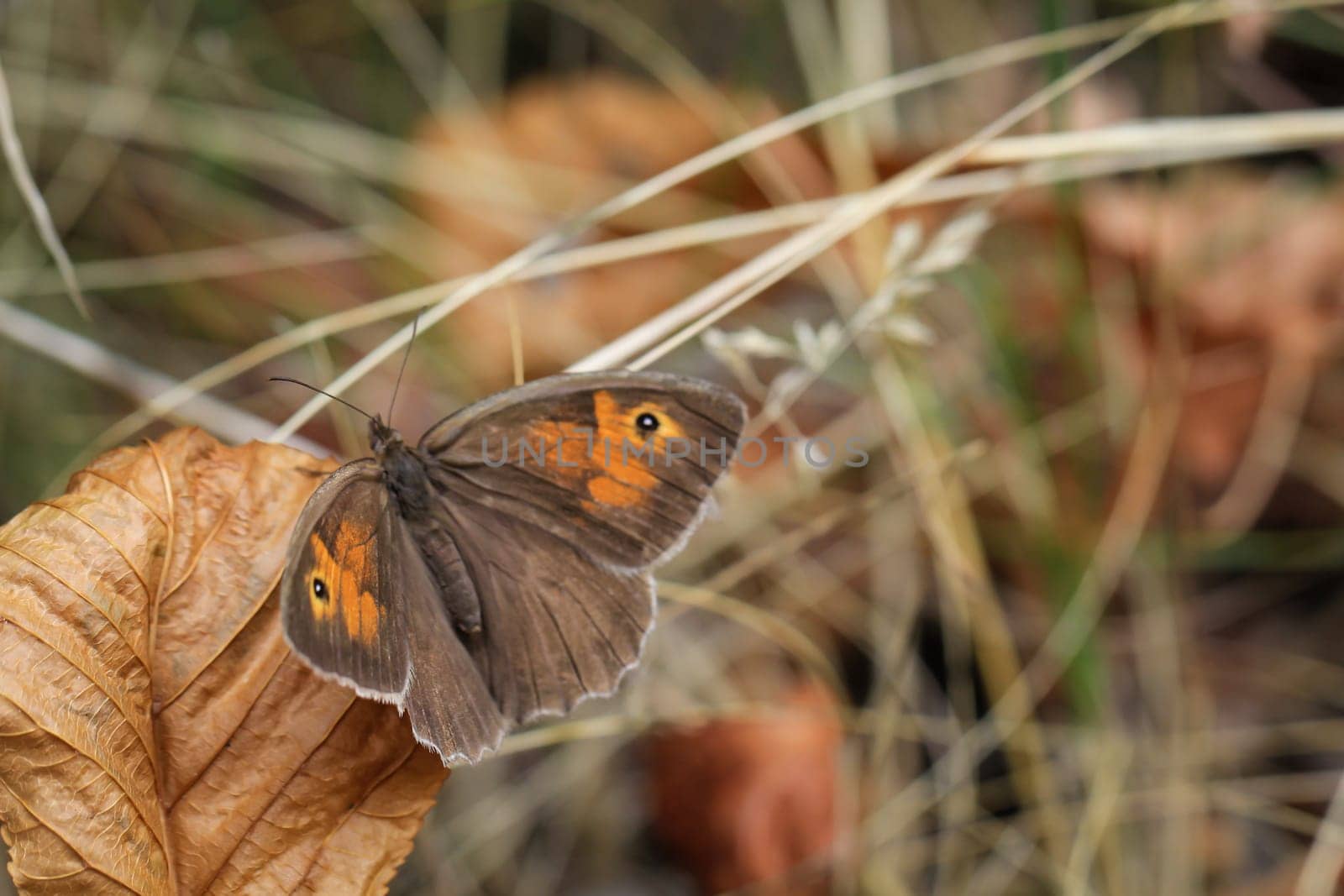 A large oxeye (Maniola jurtina) on a grass plant.