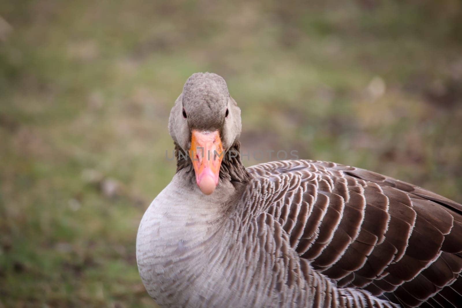 A gray goose at a pond in a village.