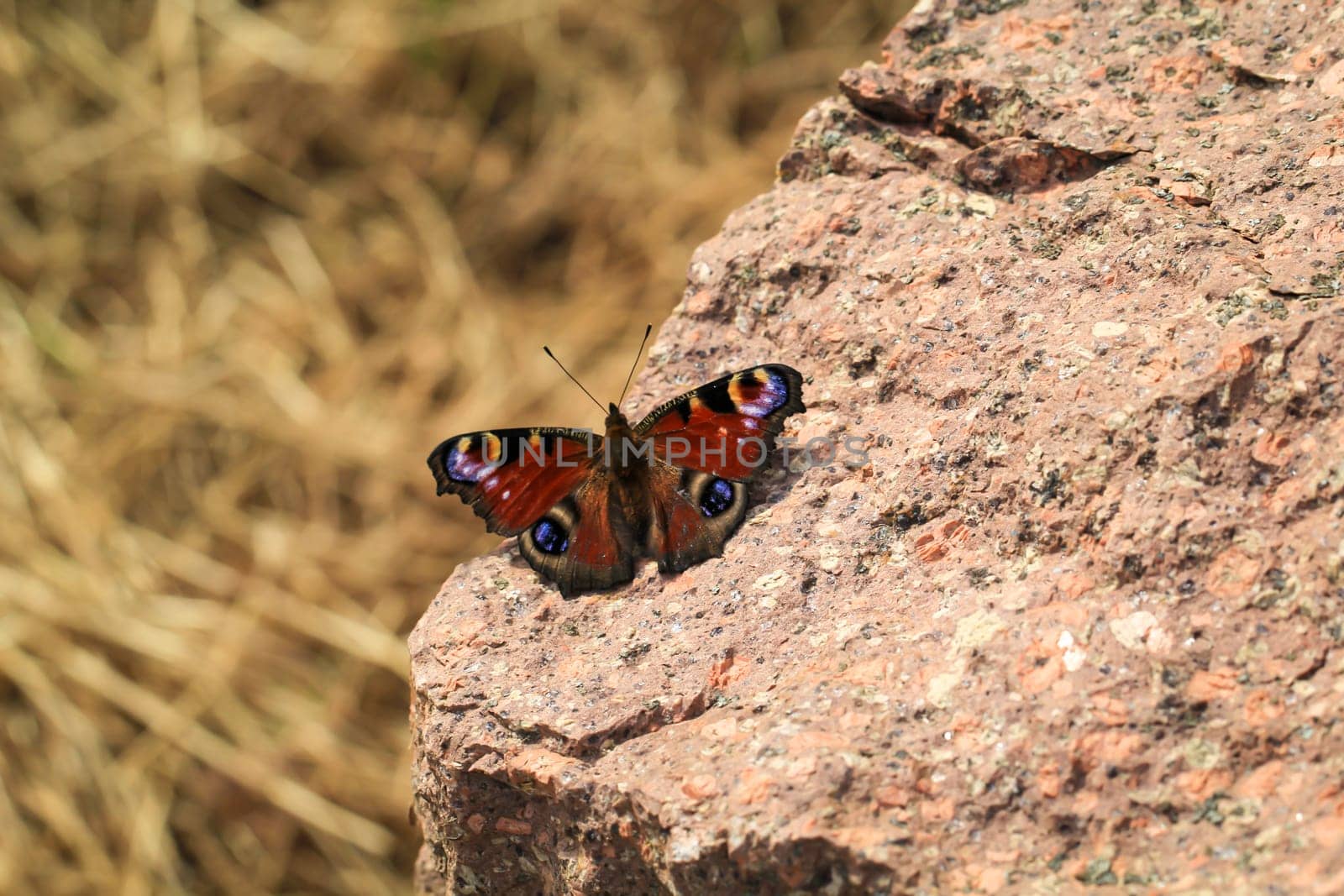 A portrait of a day peacock sitting on a stone.