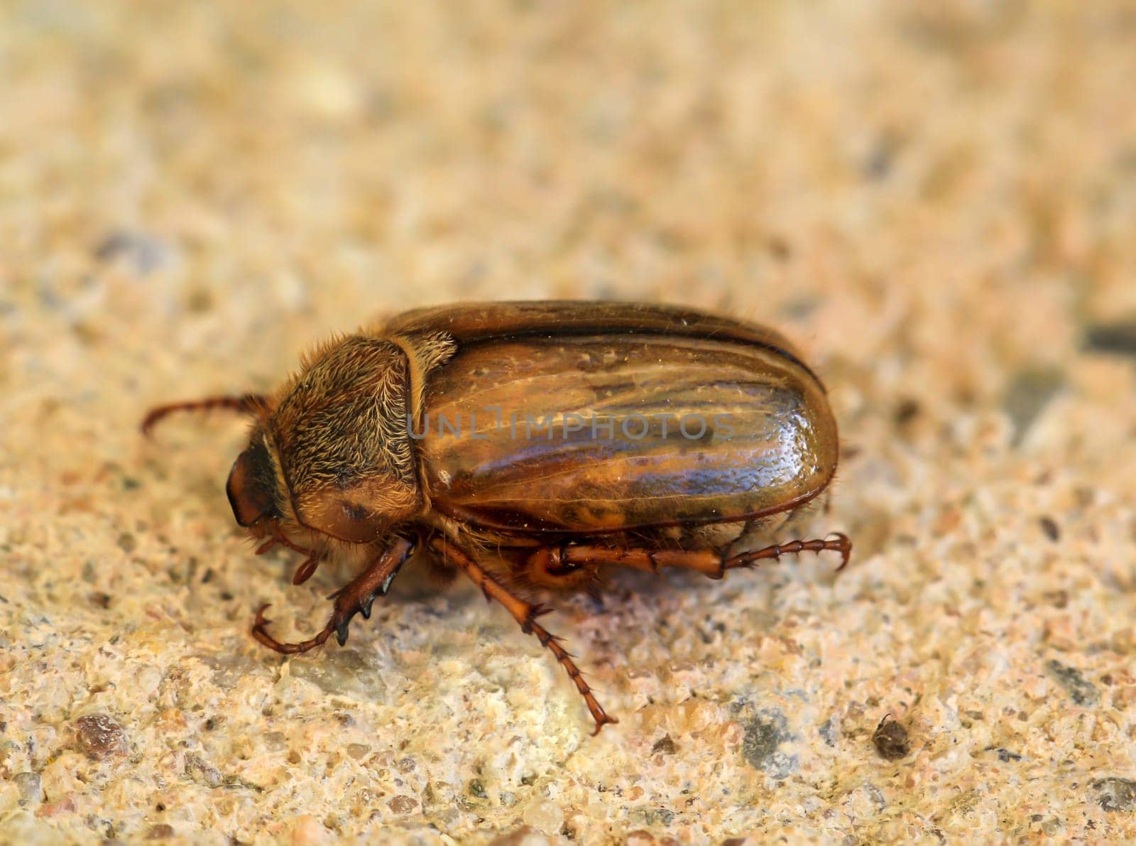 Close-up of a June beetle on a wooden background.