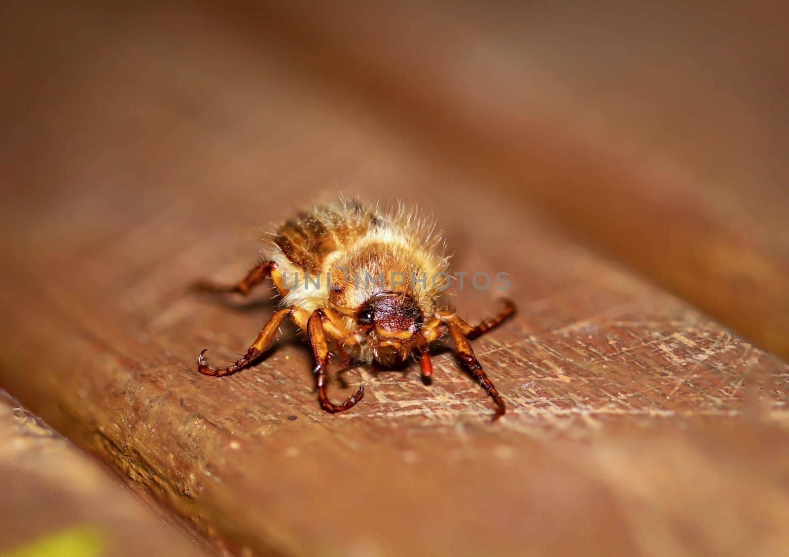 Close-up of a June beetle on a wooden background.