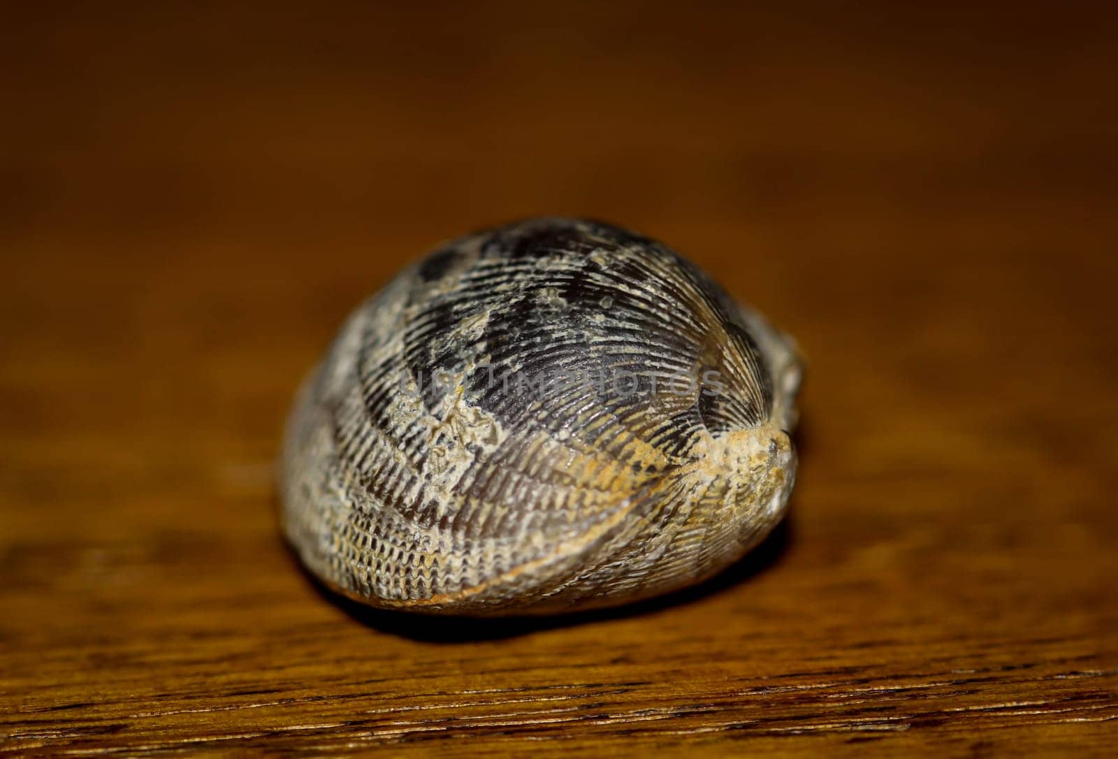 A fossil, a fossilized shell, similar to a cockle.