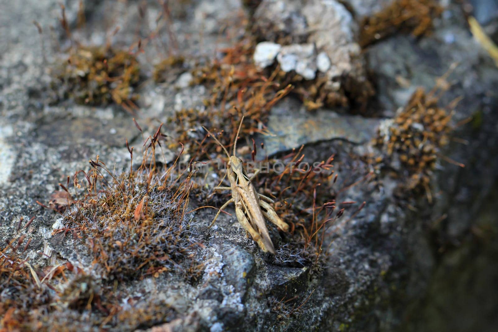 Portrait, a close-up of a grasshopper on a meadow.