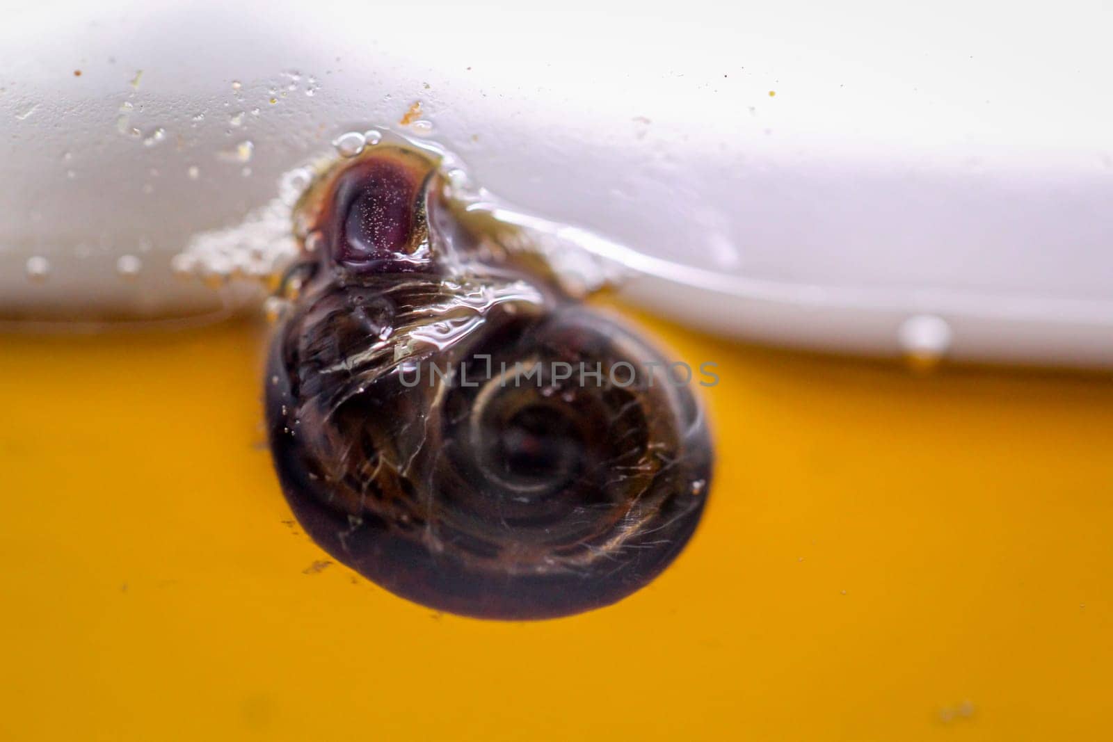 A post horn snail on the glass pane of an aquarium.
