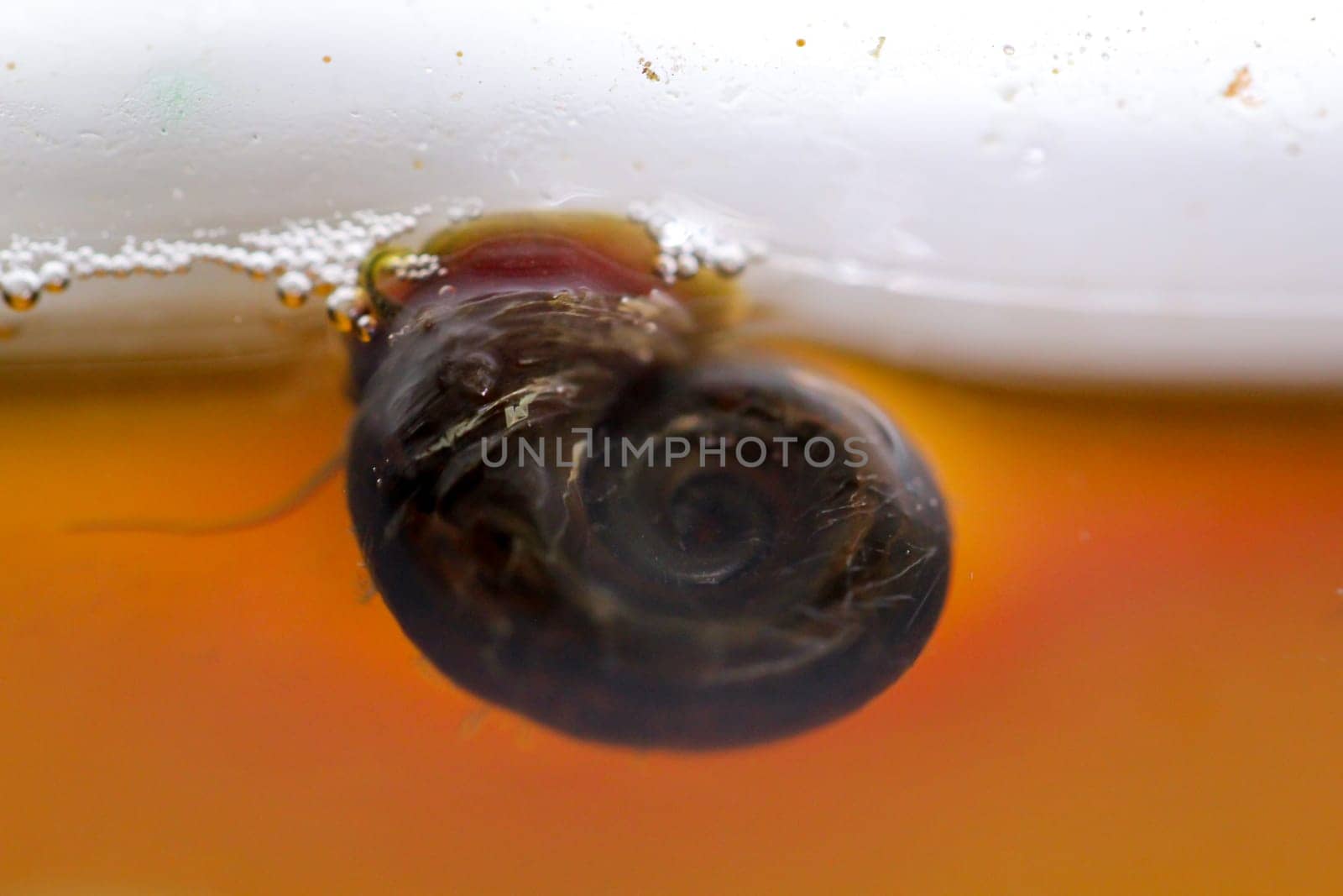 A post horn snail on the glass pane of an aquarium.