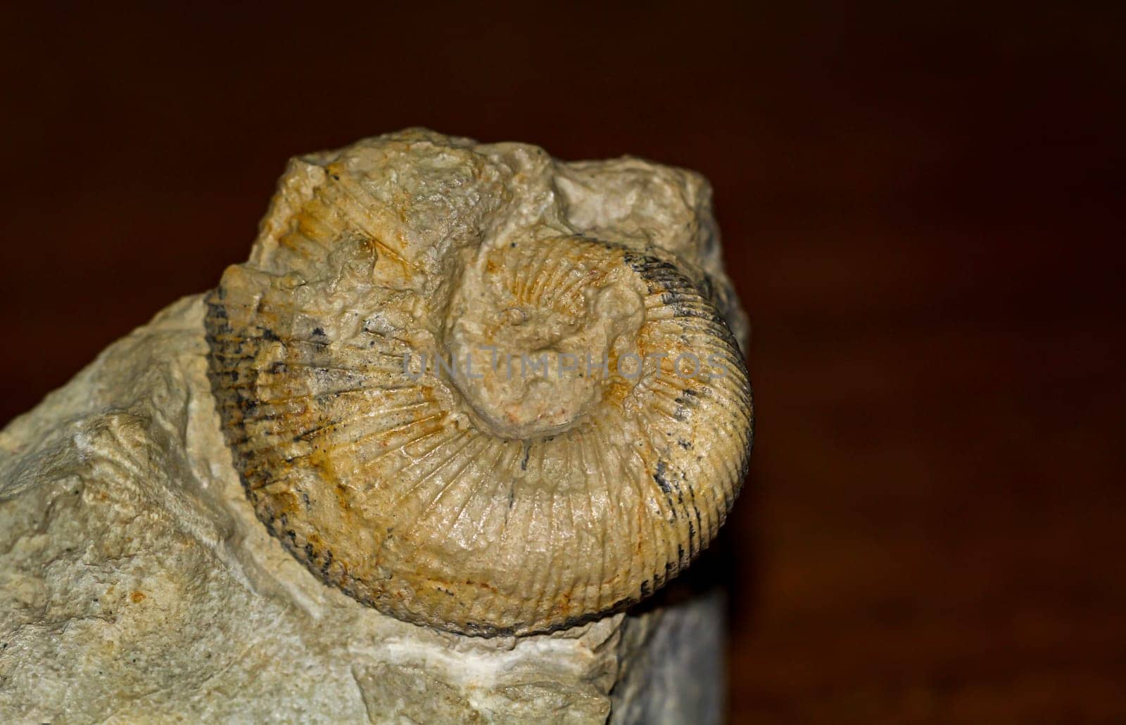 A fossil which is still stuck to a stone. A fossilized snail.