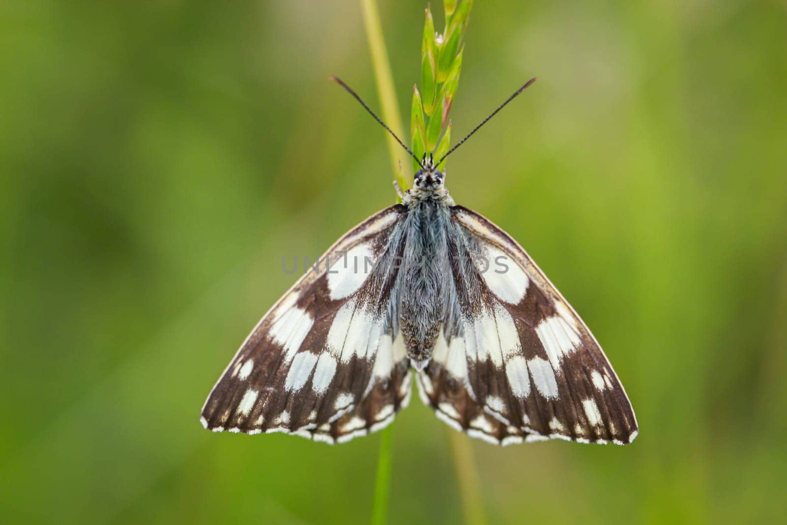 A checkerboard butterfly on a grass plant in a meadow.