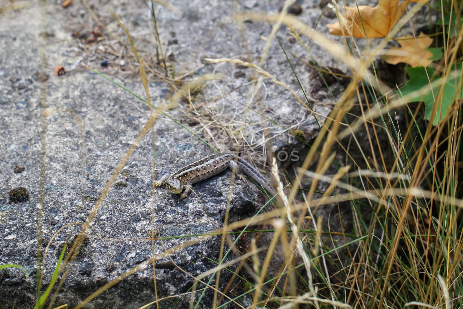 Close-up of a fence lizard in nature. Males are green, females are brown.
