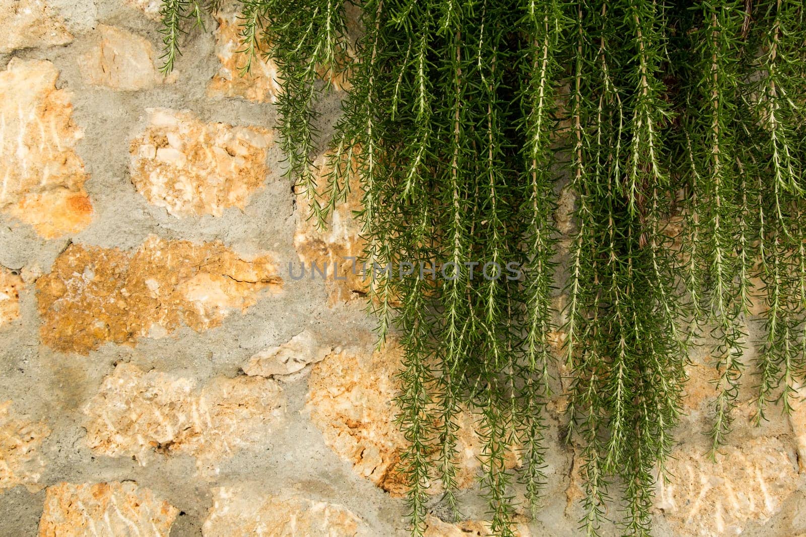 View of a detail of a wall of a house with rosemary